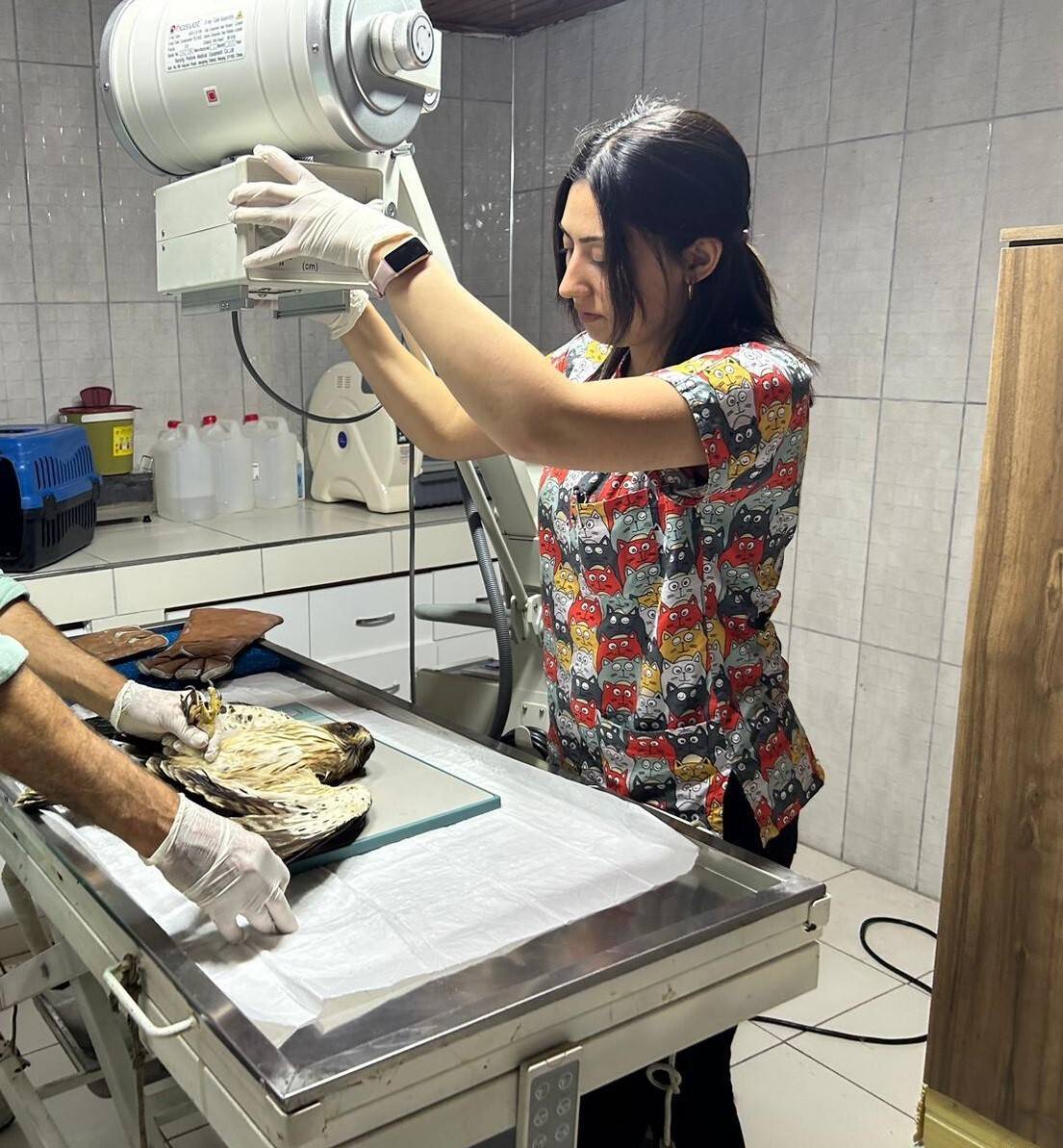 Yaralı yavru ’kızıl şahin’ tedavi altına alındı