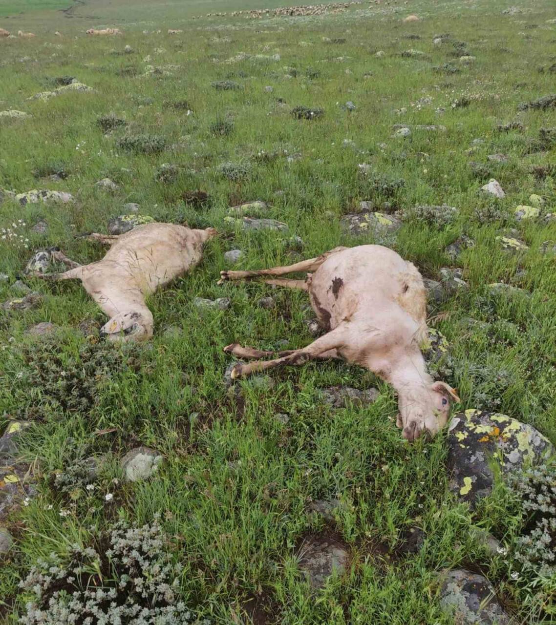 Yıldırımın isabet ettiği sürüde 27 koyun telef oldu