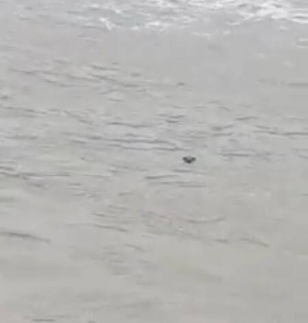 Nesli tehlike altında olan su samuru, Kastamonu’da görüldü