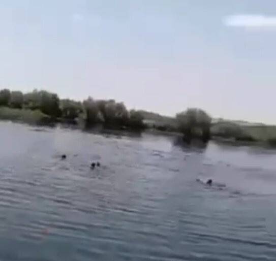 Piknik faciası, cep telefonu kamerasında