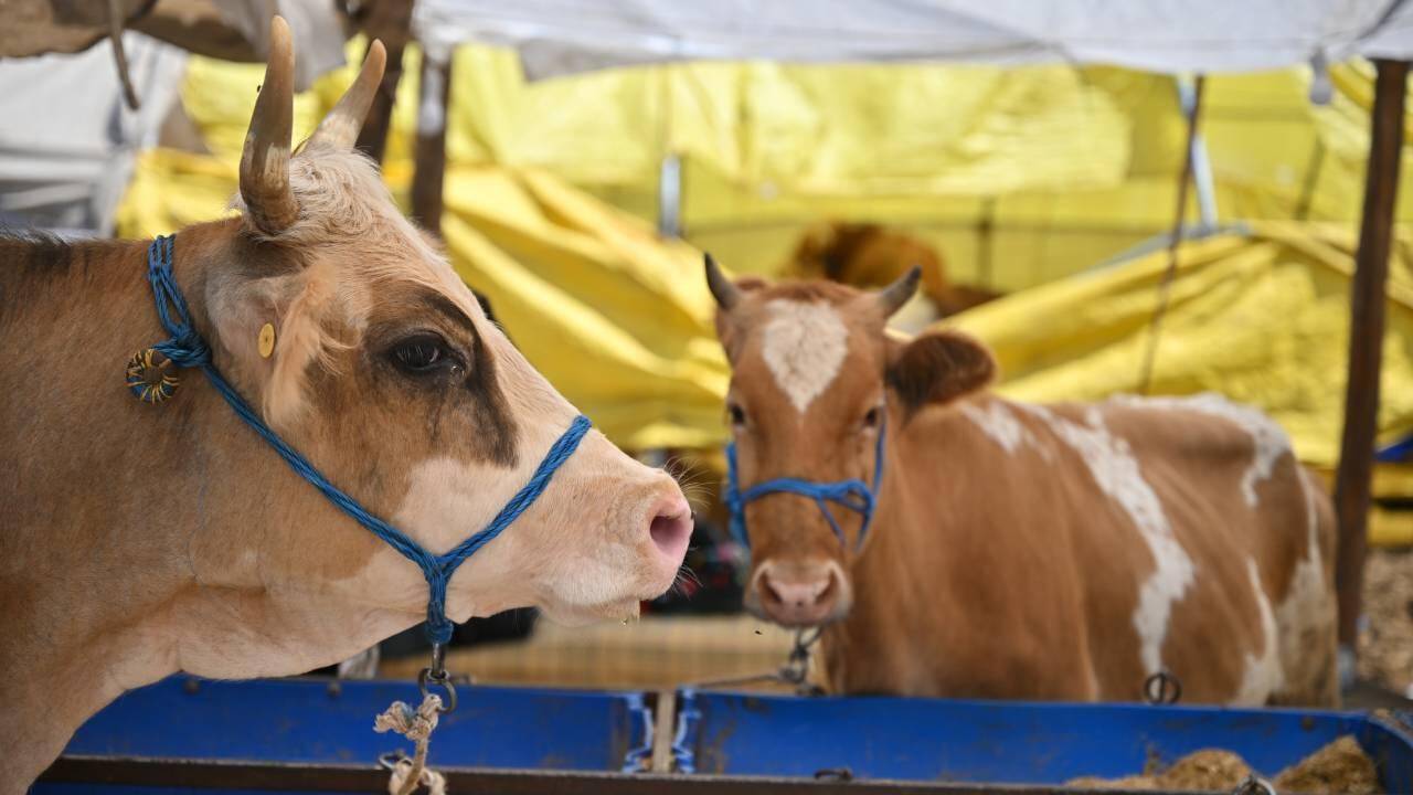 Kurban kazaları sebebiyle 29 bin 983 kişi tedavi gördü