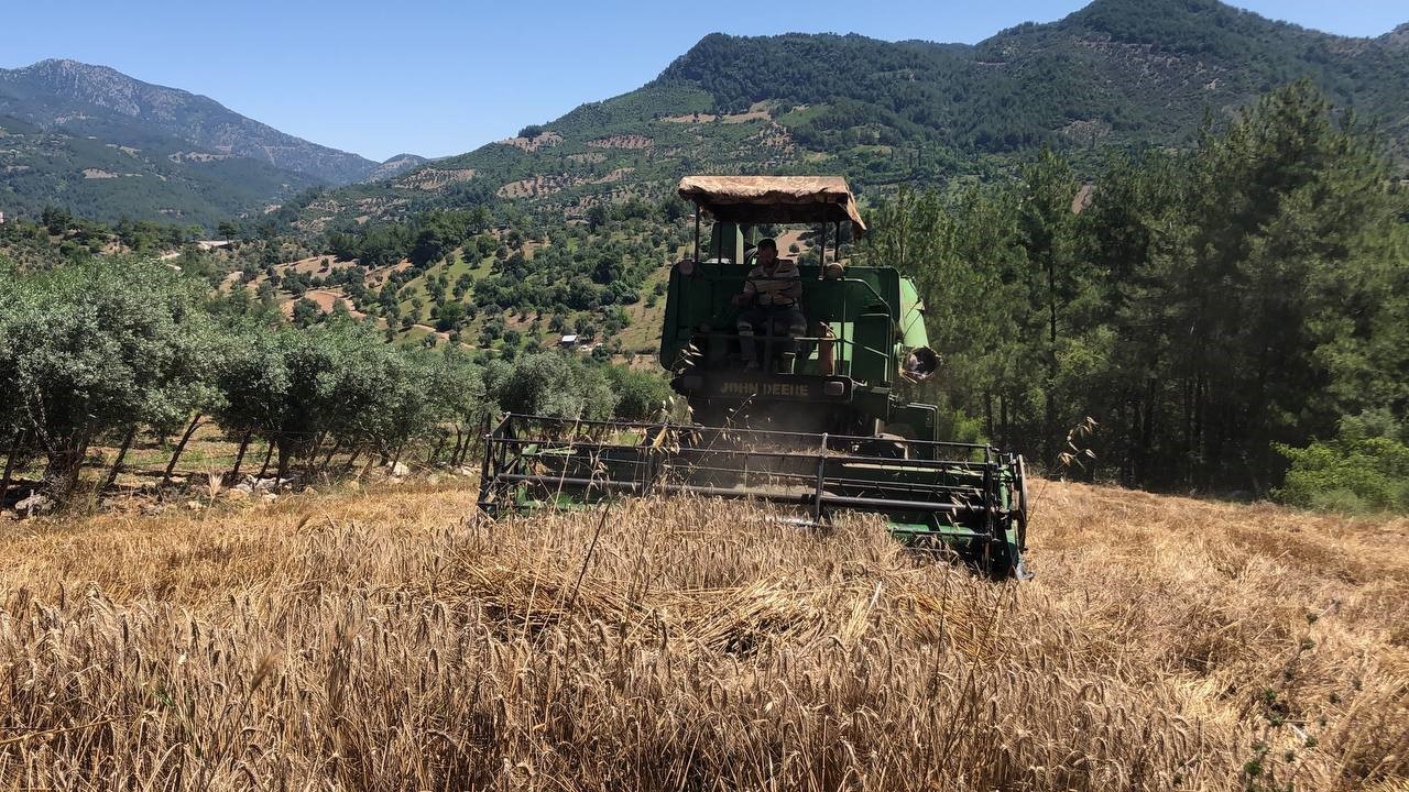 800 rakımlı zorlu arazide son buğday hasadı yapıldı