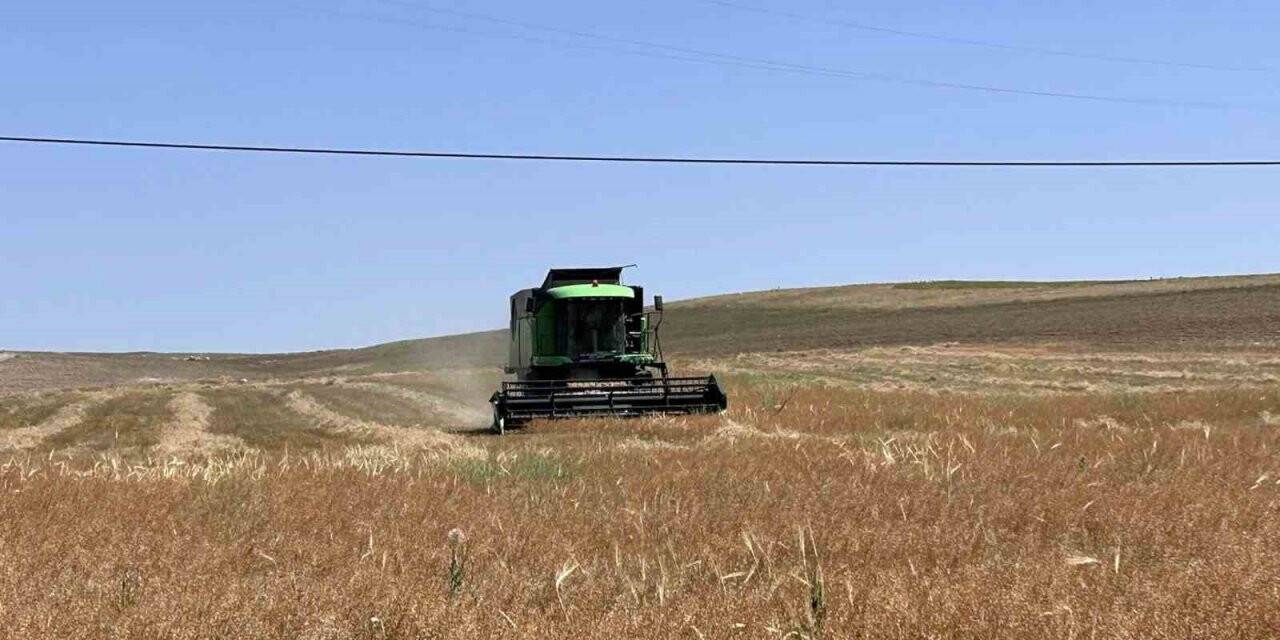 Kulu’da deneme amaçlı ekilen ketencik hasadına başlandı