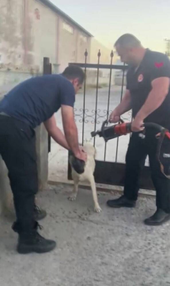 Demir kapının parmaklıklarına sıkışan köpek kurtarıldı