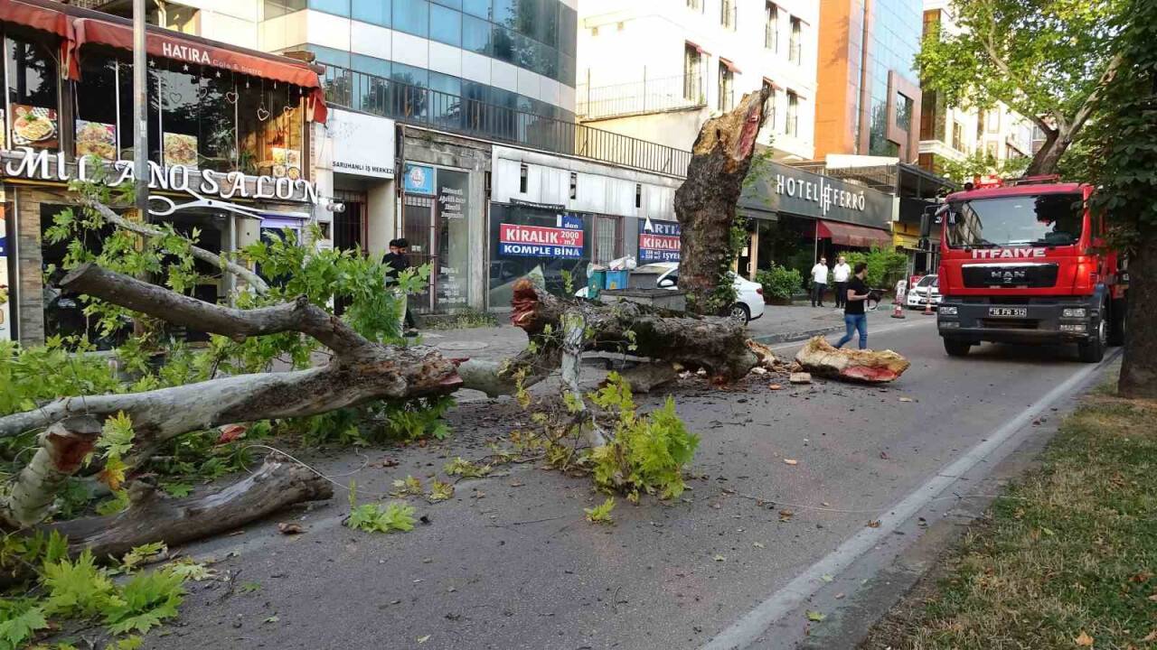 Kökleri çürüyen asırlık çınar ağacı devrildi