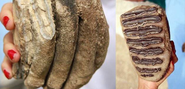 Samsun'da 2 milyon yıllık fosil bulundu