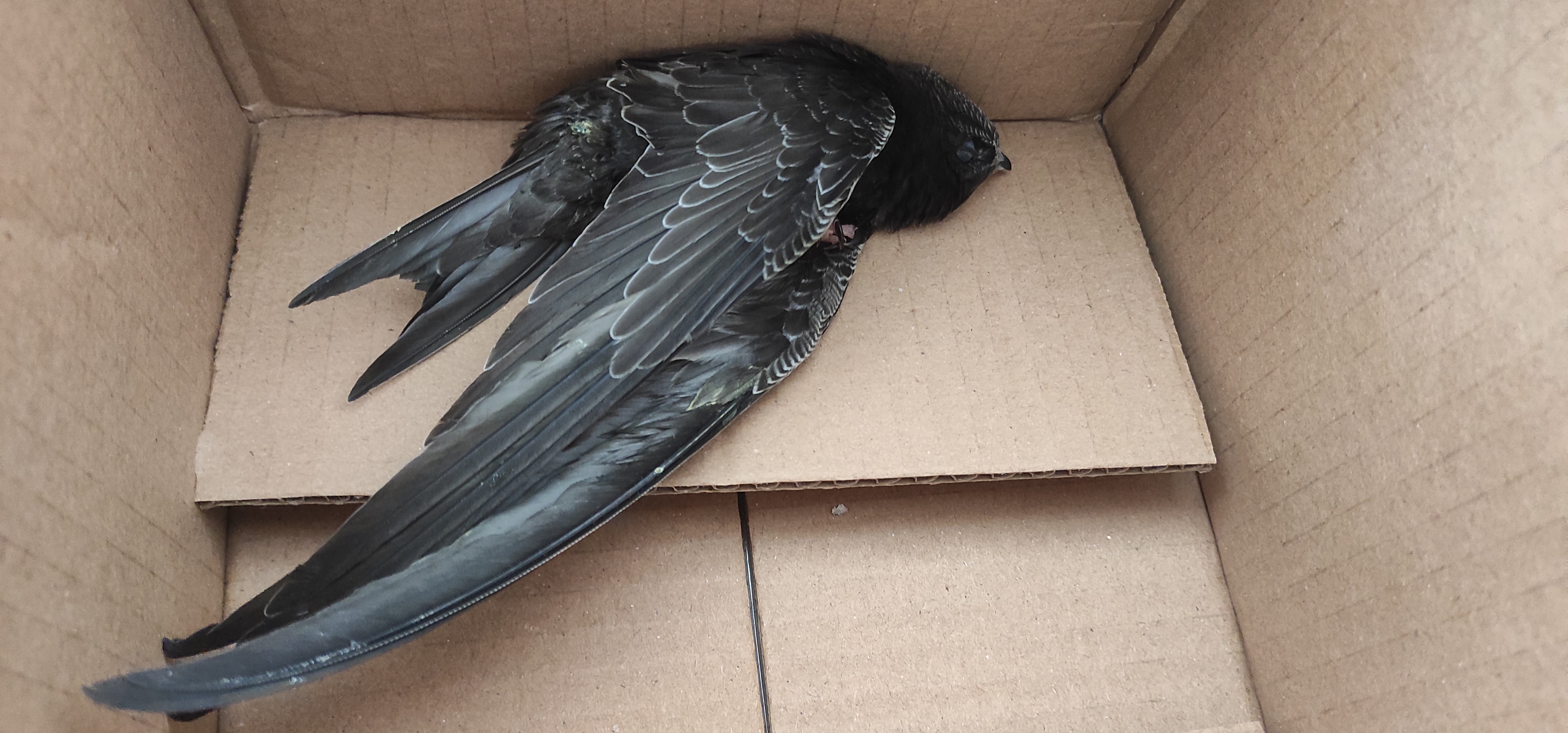 Seydişehir'de yaralı ebabil kuşu korumaya alındı