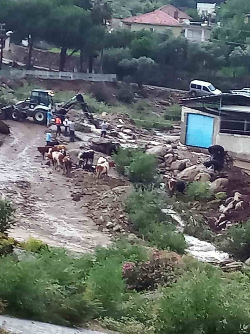 Çine’de sel: 4 büyükbaş hayvan kayboldu, traktör sel sularına kapıldı