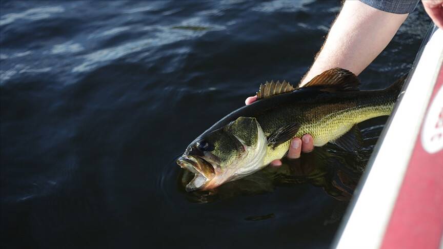 Türkiye’nin deniz ve tatlı su balıkları “Kırmızı Liste” ile korunacak