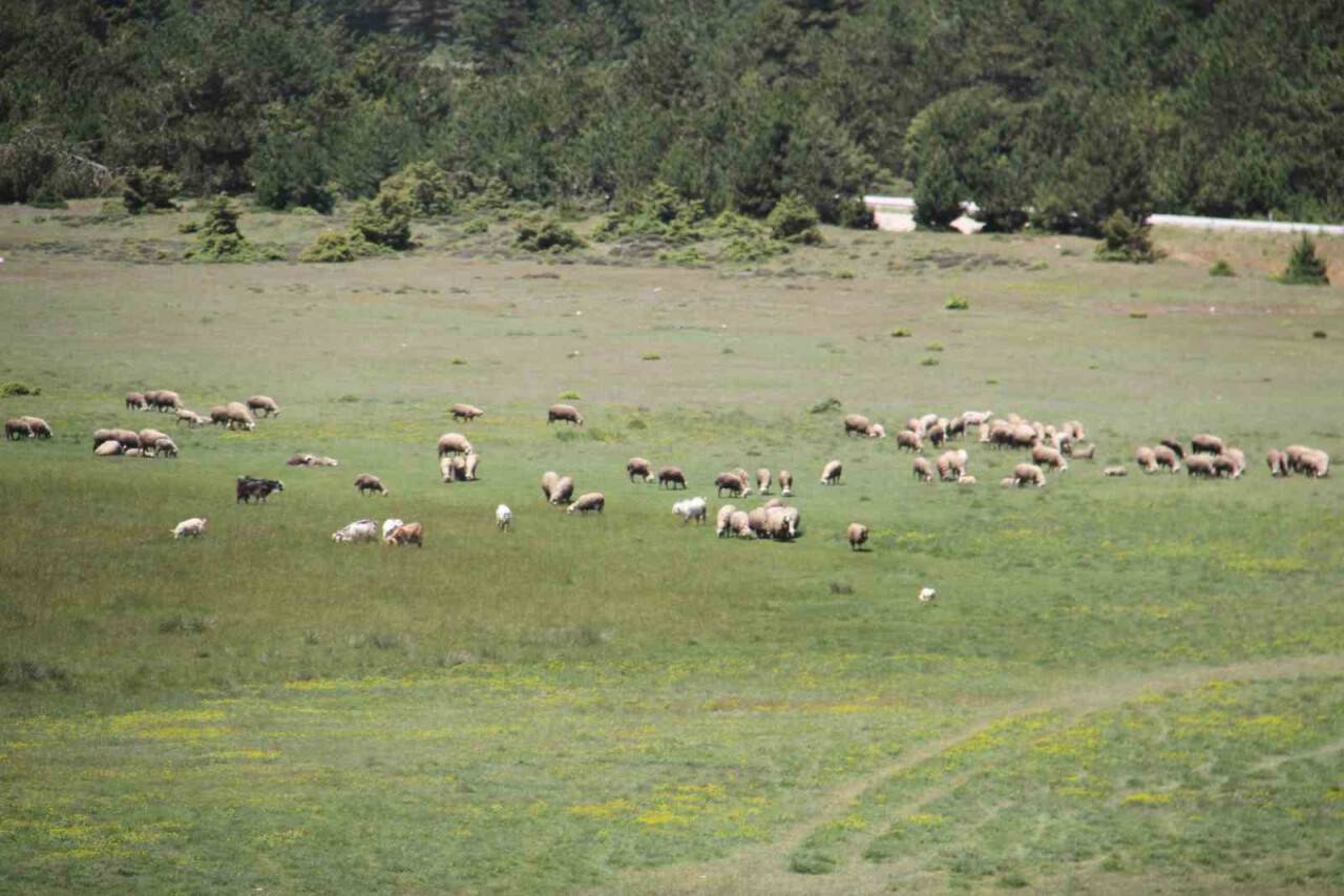 Yaylaları çam ağacı poleni sardı