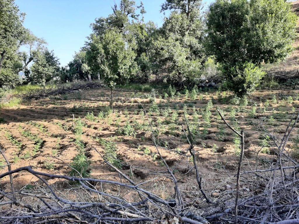 İki tarlada 7 bin kök kenevir ele geçirildi