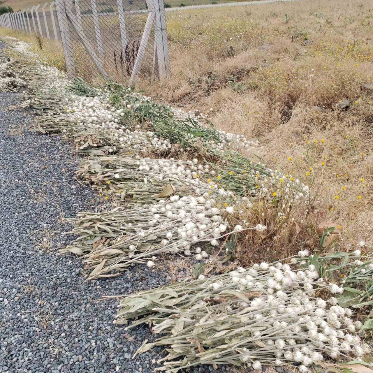 İzinsiz pamuk dikeni toplayan şahsa 244 bin lira para cezası