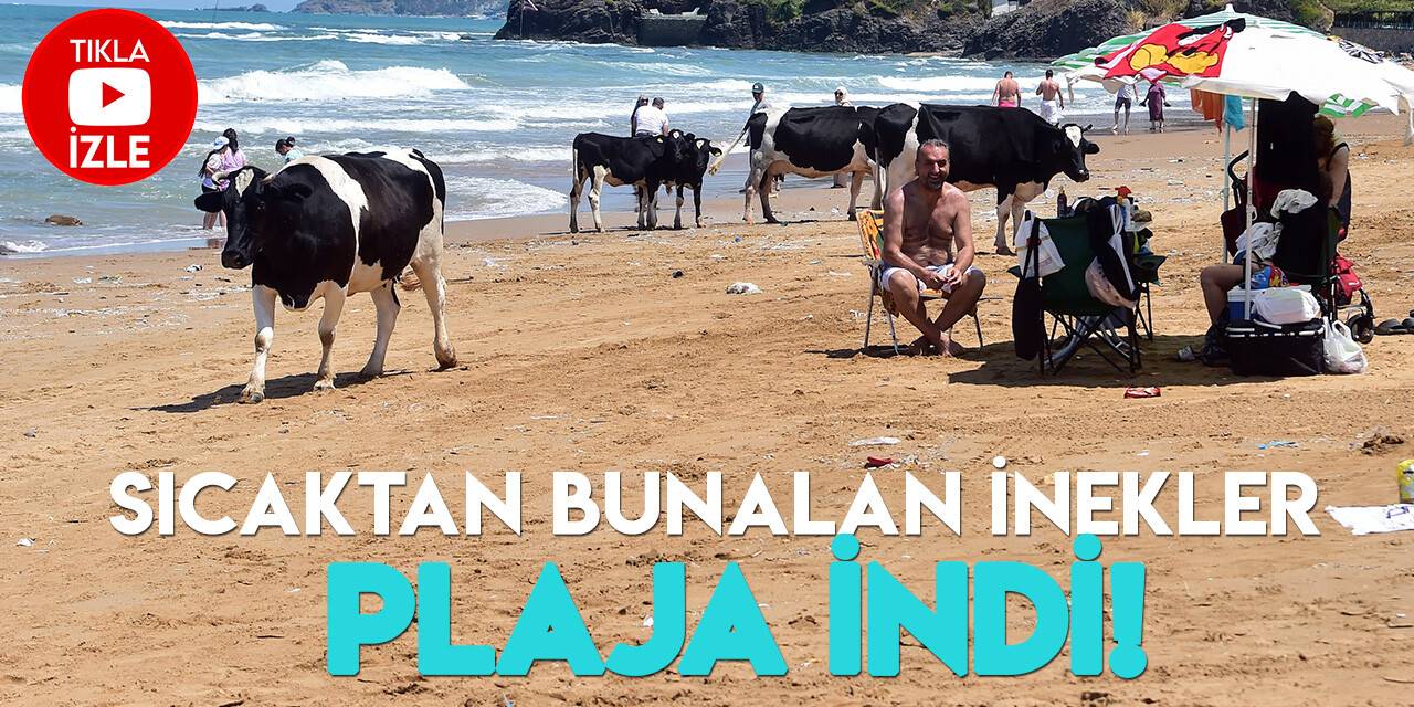 Sıcaktan bunalan inekler, vatandaşlarla aynı plajda serinledi