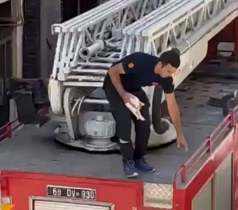 Balkonda mahsur kalan yavru kediyi itfaiye kurtardı