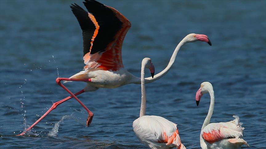 Flamingolar günyüzüne çıktı
