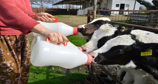 Ticari süt işletmelerince tonlarca inek sütü toplandı