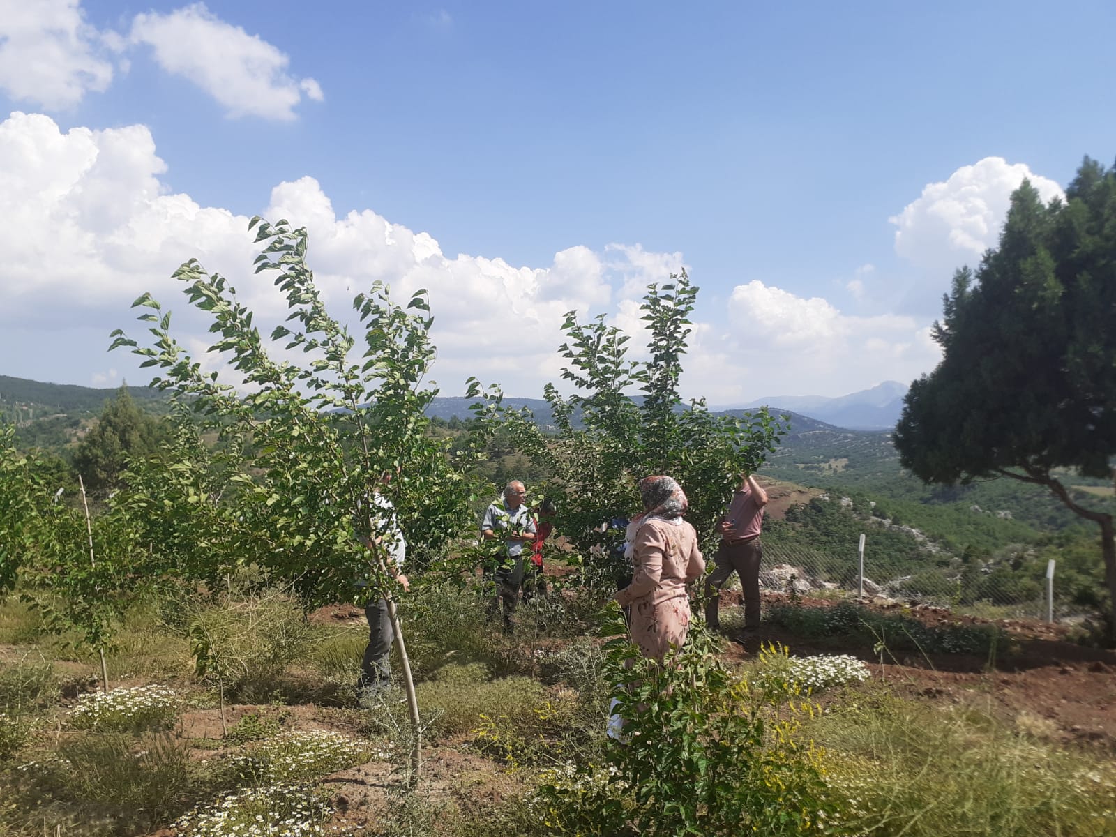 Beyşehir'de kadın çiftçiler ipekböceği kozası üretiyor