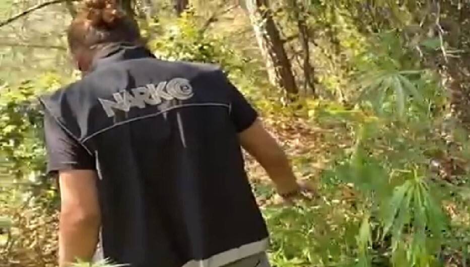 Zehir tarlasına polis baskını