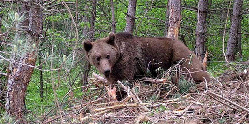 Türkiye’de ayı popülasyonu arttı, tehlike büyüdü