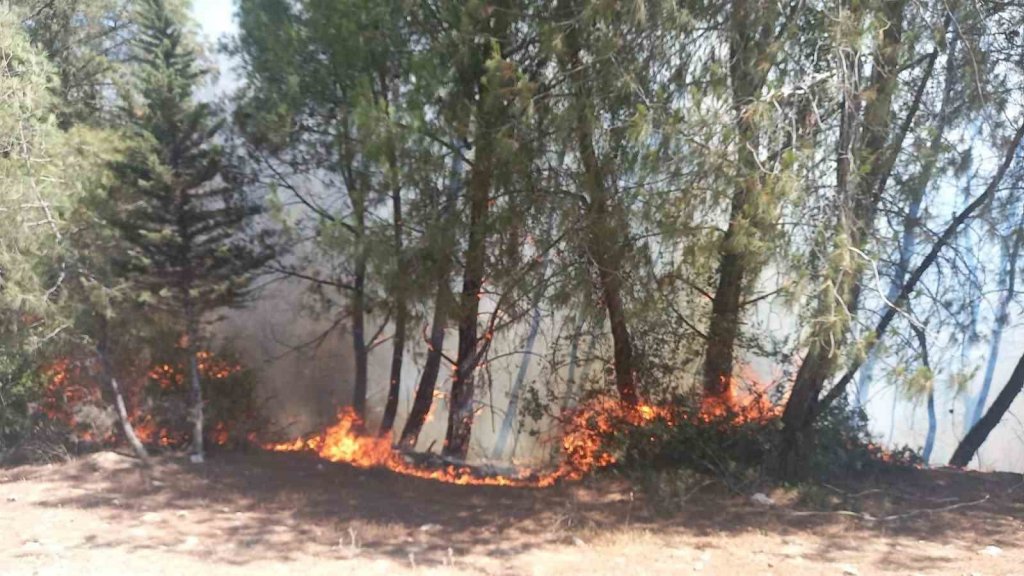 Adana’da orman yangını çıktı