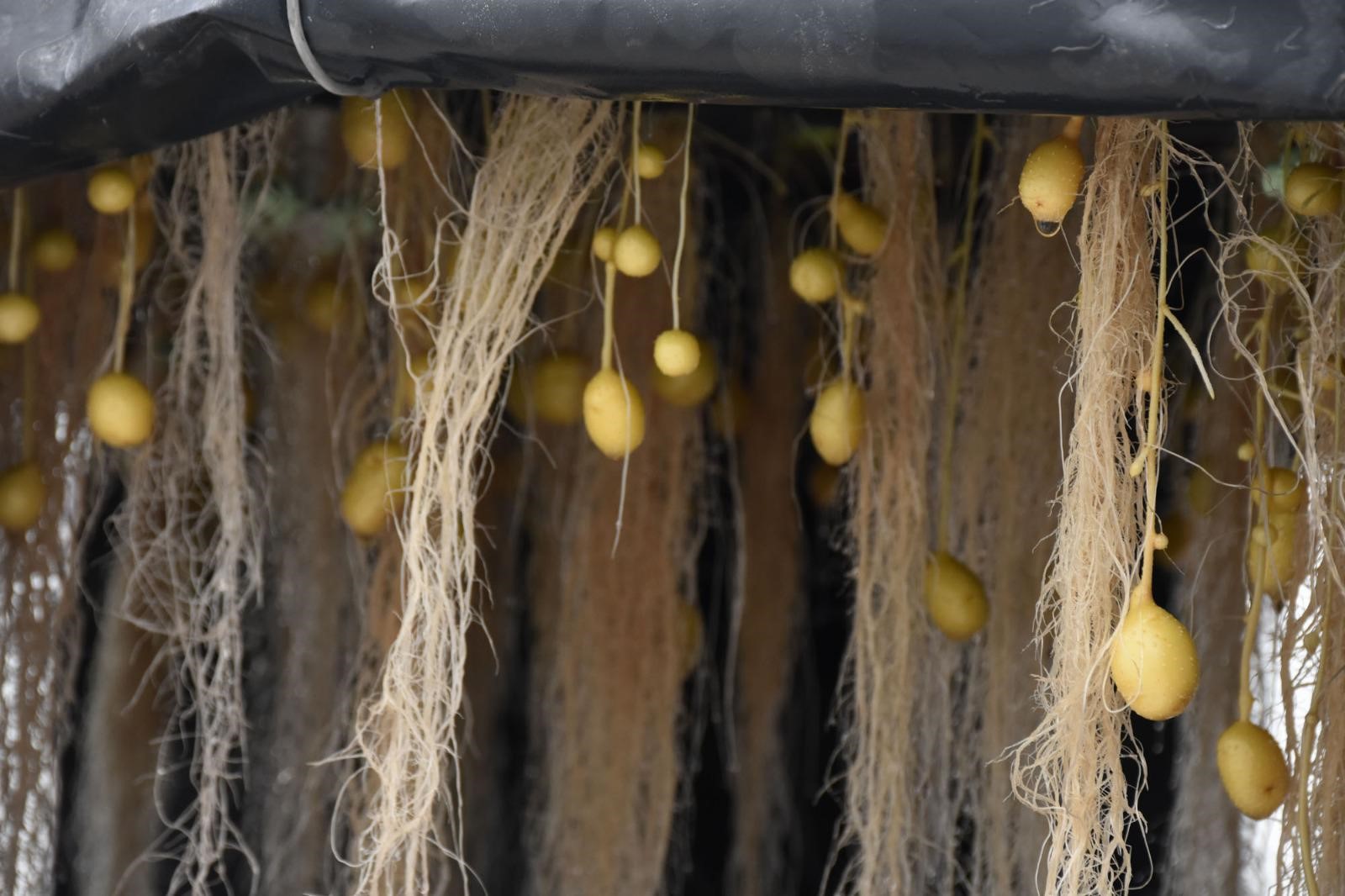 Yerli ve milli patatesler topraksız ortamda üretiliyor