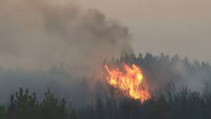 Tekirdağ’daki yangında 300 hektar ormanlık alan küle döndü