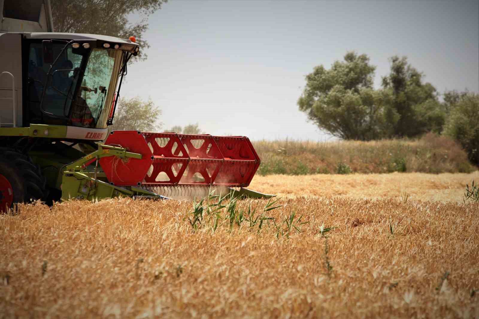 Tahıl ambarı Konya Ovası'nda 2 milyon 400 bin ton buğday rekoltesi beklentisi