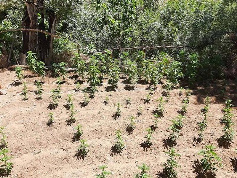 2 bin 507 kök kenevir ele geçirildi
