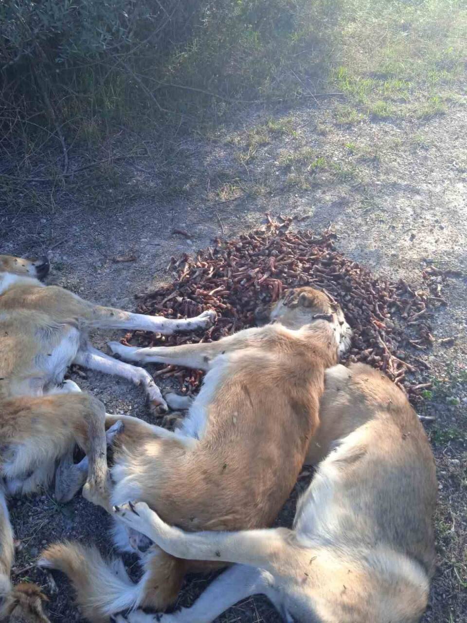 Yan yana sıralanmış 6 köpek ormanda ölü bulundu