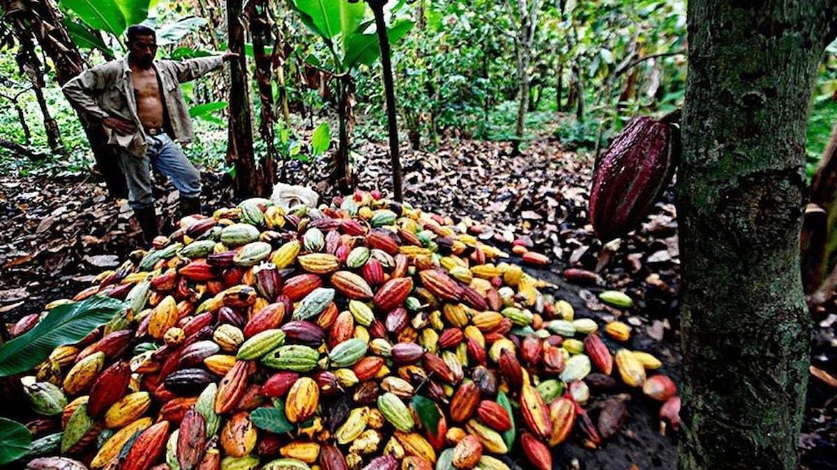 Fildişi Sahili kakao ihracatını durdurdu