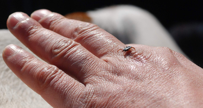 Yazın böcek alerjilerinin görülme riski artar