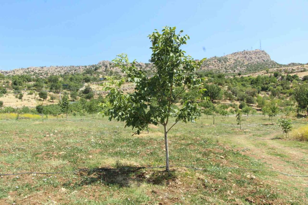 Ceviz ağaçlarında verim ’kabuk altı’ aşısı ile bire beş artıyor