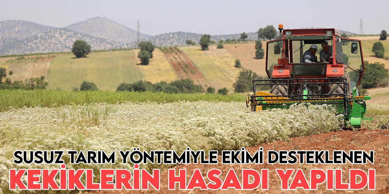 Susuz tarım yöntemiyle ekimi desteklenen kekiklerin hasadı yapıldı
