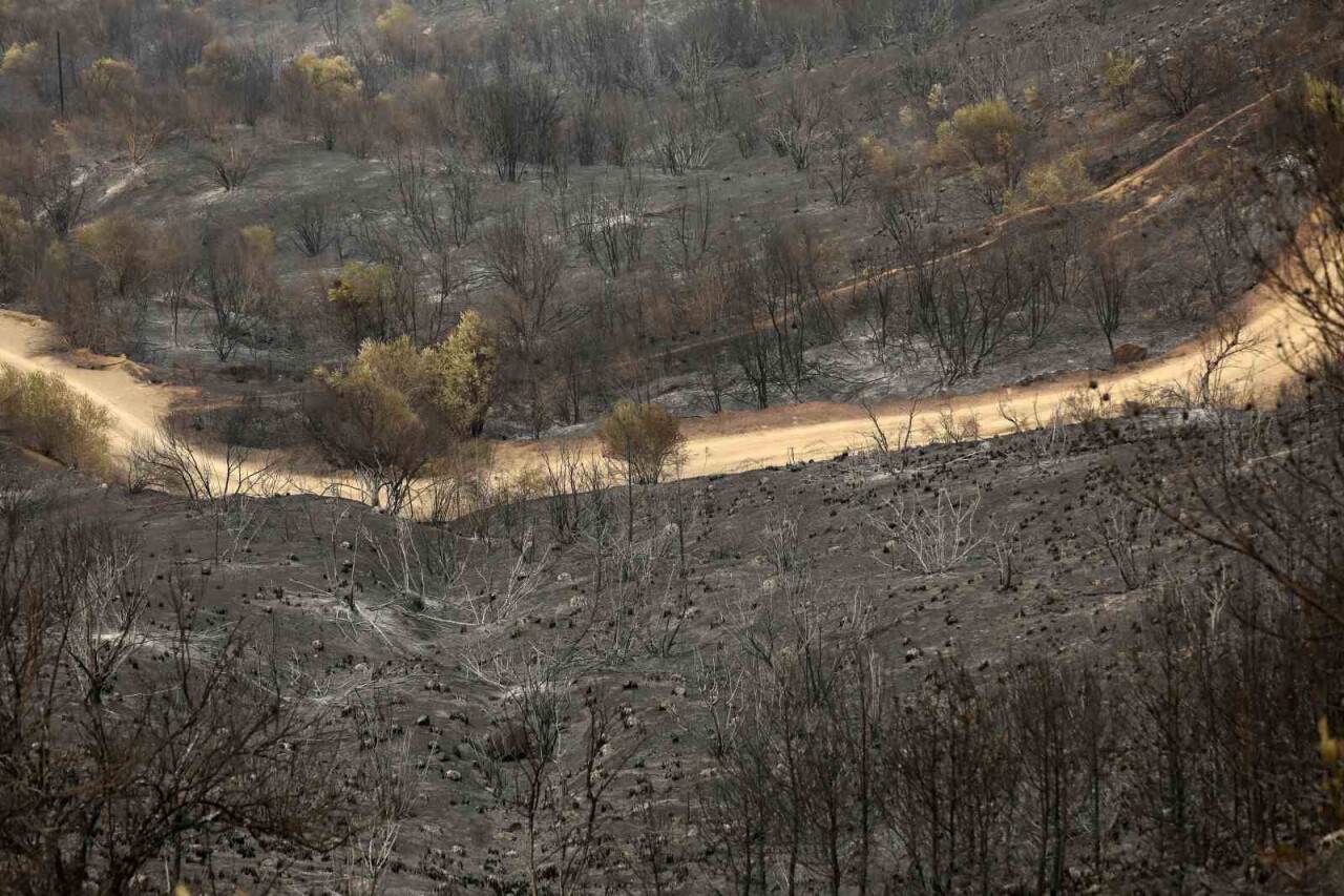 Cezayir’deki orman yangınlarında can kaybı 34’e yükseldi