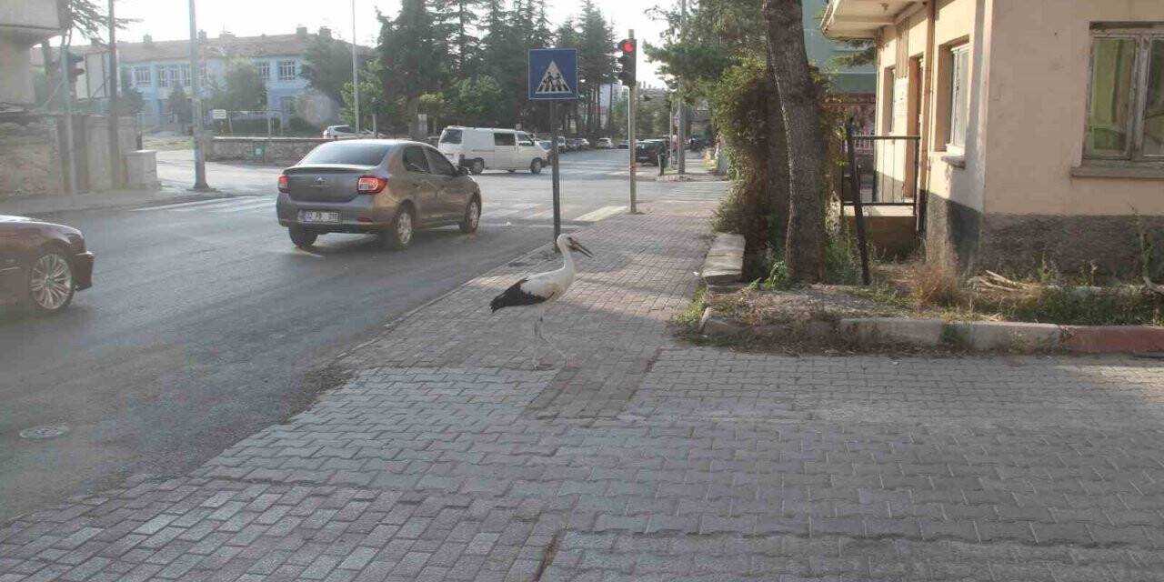 Dikkat leylek çıkabilir!