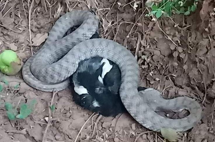 Türkiye’nin en zehir yılanı, kargayı yerken böyle görüntülendi