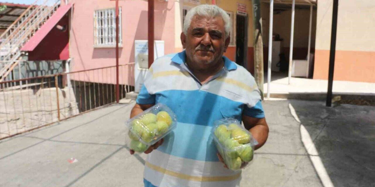 Mersin’de incir hasatı başladı