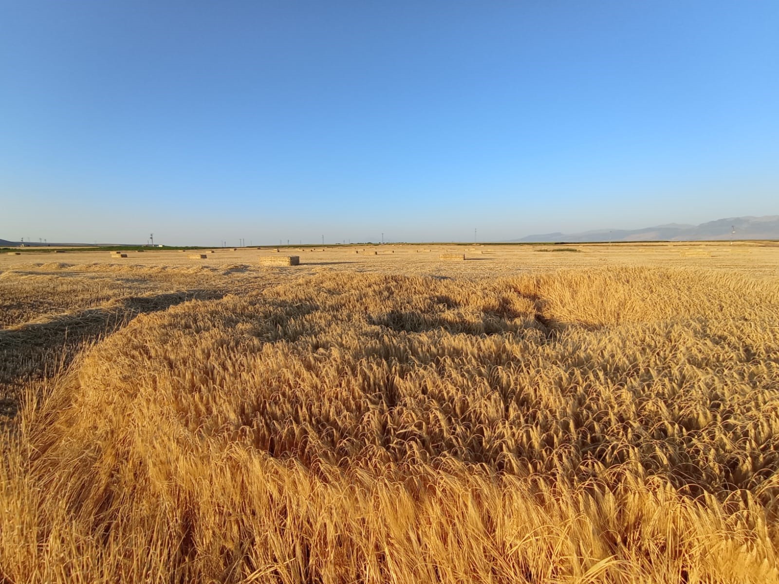 Konya'da hasat yapılacak arazide oluşan obruk korkuttu