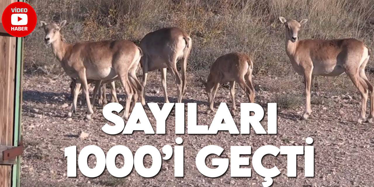 Koruma altındaki Anadolu yaban koyunlarının sayısı 1000'i geçti