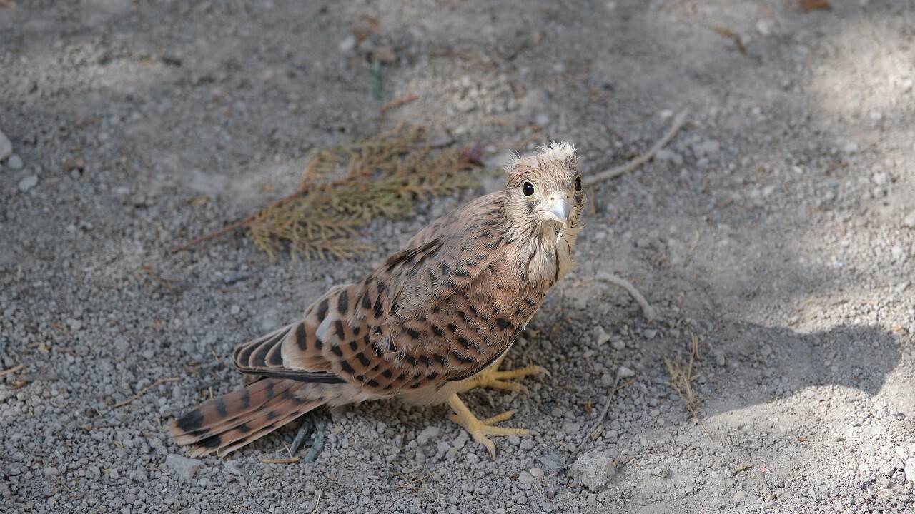 Bitkin bulunan kerkenez tedavi altına alındı