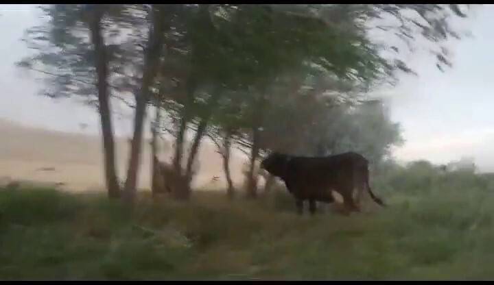 Kum fırtınasına arazide yakalandı