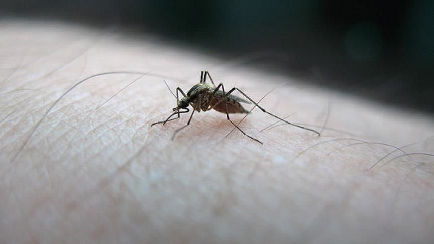 Sivrisineklere ’anlık çözümler’ yeterli değil