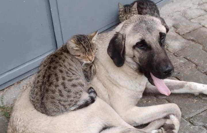 Kedi ve köpeğin dillere destan dostluğu