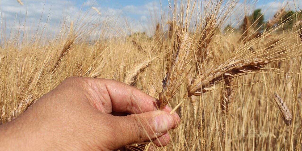 Konya çiftçisine 10,6 milyon TL destek ödemesi