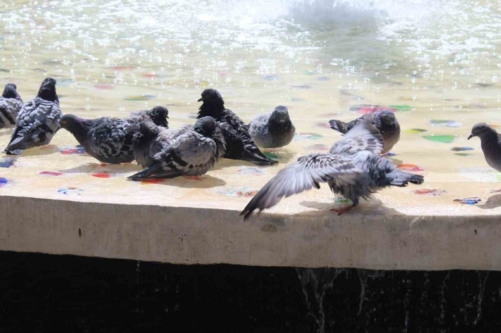 Güvercinler süs havuzunda serinliyor