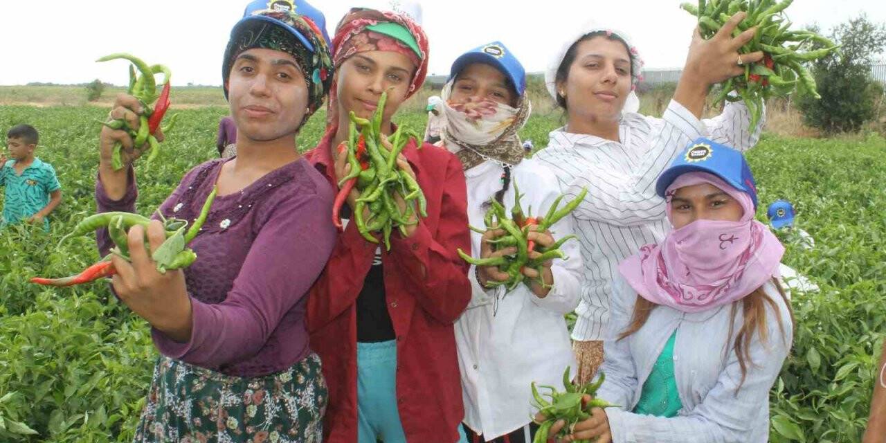 40 derece sıcakta Karaağaç biberi hasadı