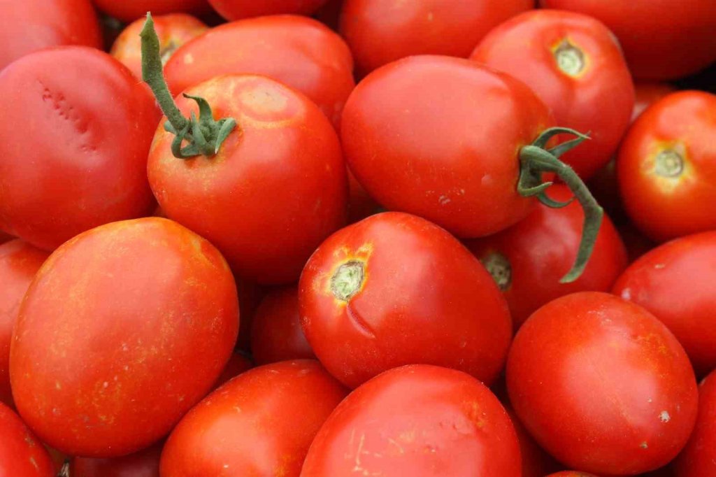 Kavurucu sıcakta domates hasadı