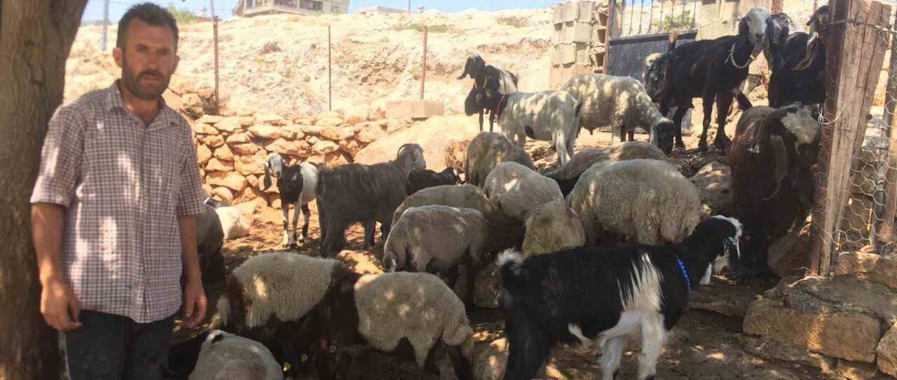 Besni’de kurt saldırısı: 26 koyun telef oldu