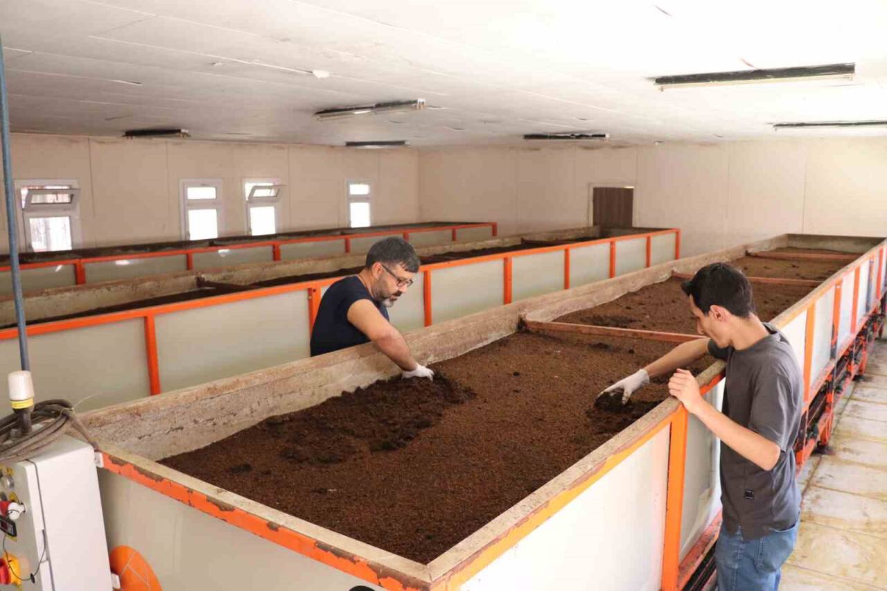 Sivas’ın solucan gübresi Almanya'ya da gidiyor