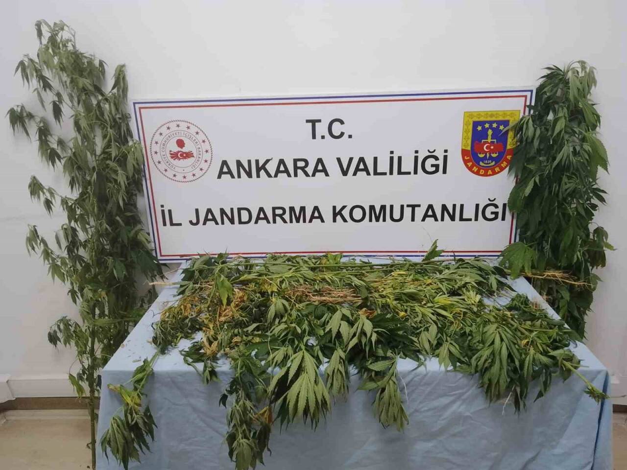 298 kök kenevir ele geçirildi